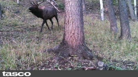 Elk On Home Wildlife Camera